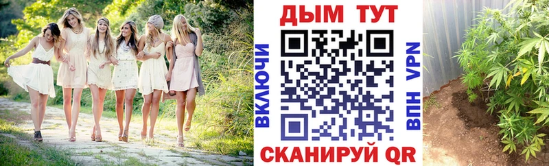Бошки марихуана гибрид продажа наркотиков Змеиногорск